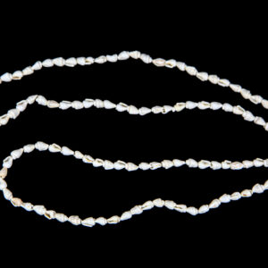 Repromaterijal od školjke White nassa (SET 12 kom.)
