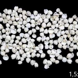 Male bijele rebraste lepeze Clam rose (2 kg)