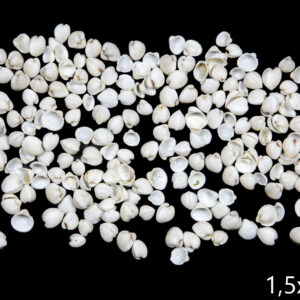 Male bijele rebraste lepeze Clam rose (2 kg)