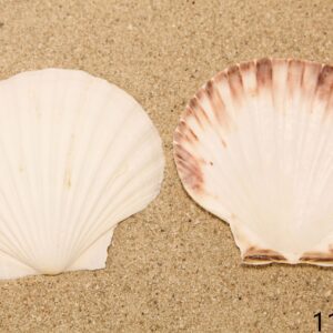 Natural lepeza jakobova kapica, 10-11cm