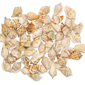 Školjke Strombus dilatatus (2 kg)