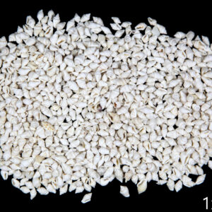 Školjke Nassa white (1 kg)