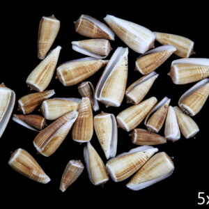 Školjke Conus magus (1 kg)