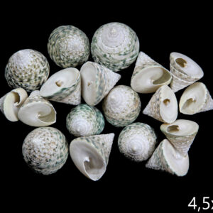 Zelene piramide Troca female (1 kg)