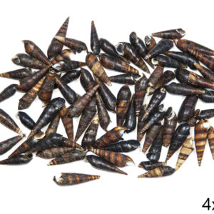 Spiralne crne školjke Black terebra (1 kg)