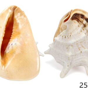 Muški rogati morski puž Cornuta 24-27cm