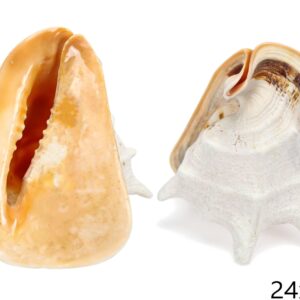 Muški rogati morski puž Cornuta 22-24cm