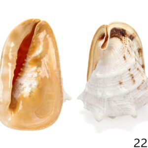 Muški rogati morski puž Cornuta 20-22cm