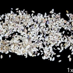 Školjke Tellinidae (1 kg)