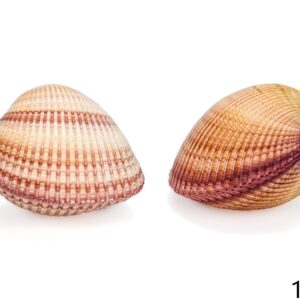 Roza bivalna školjka srce, Cardium pseudolima 3