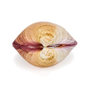 Roza bivalna školjka srce, Cardium pseudolima 3