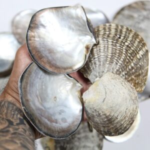 Biserne školjke kamenice (1 kg)