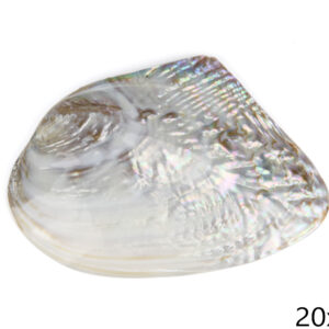 Slatkovodna polirana školjka 20-22cm