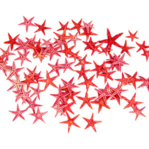 Morske crvene zvijezde 0,5