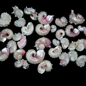 Polirane školjke Angaria delphinosus (1 kg)