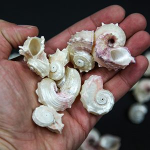 Polirane školjke Angaria delphinosus (1 kg)
