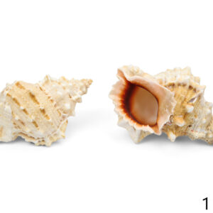 Školjka Bursa lissitoma 10-12cm