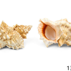 Školjka Bursa lissitoma 12-14cm