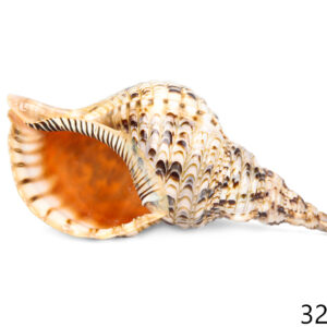 Školjka Tritonova truba 12-13