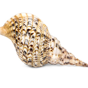 Školjka Tritonova truba 12-13
