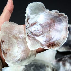 Školjke Placuna ephium (1 kg)