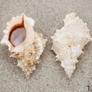 Školjka Bursa lissitoma 12-14cm