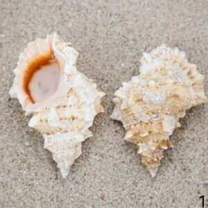 Školjka Bursa lissitoma 10-12cm