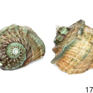 Morski turban puž Turbo marmoratus, veći