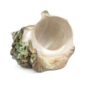 Morski turban puž Turbo marmoratus, veći