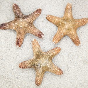 Morska natural zvijezda Specimen 4