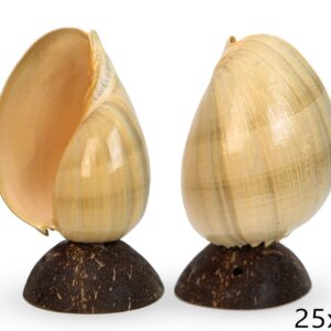 Školjka Melo na postolju od kokosovog oraha