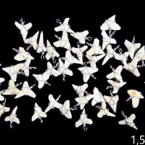 Mali zubi morskog psa sa žicom (SET 100 kom.)