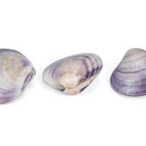 Polirana ljubičasta školjka u paru Purple clam