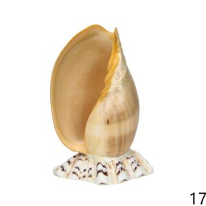 Školjka Melo na postolju Tridacna