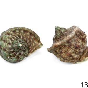 Morski turban puž Turbo marmoratus, manji