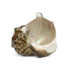 Morski turban puž Turbo marmoratus, manji