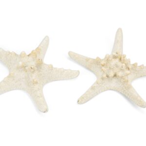 Morska izbijeljena zvijezda 5