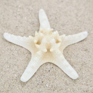 Morska izbijeljena zvijezda 5