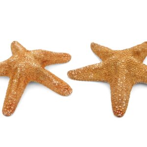 Morska natural zvijezda Specimen 8