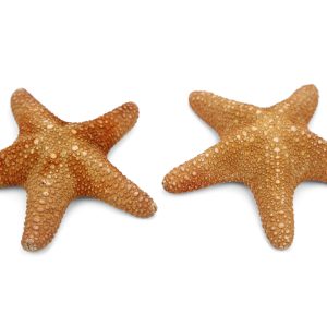 Morska natural zvijezda Specimen 6