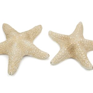 Morska bijela zvijezda Specimen 6