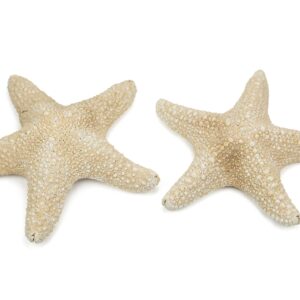 Morska bijela zvijezda Specimen 6