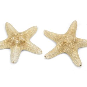 Morska bijela zvijezda Specimen 4