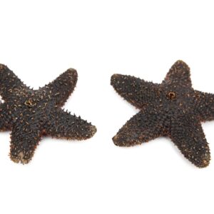 Crna bodljikava morska zvijezda