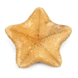 Narančasta morska zvijezda