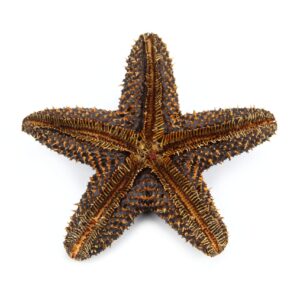 Crna bodljikava morska zvijezda