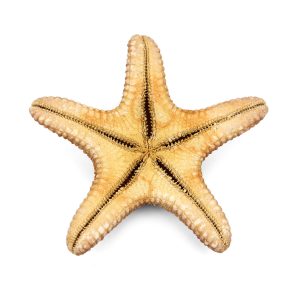 Morska natural zvijezda Specimen 6