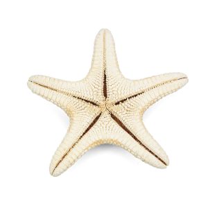 Morska bijela zvijezda Specimen 4