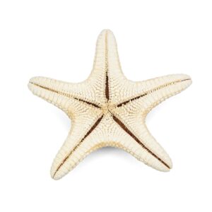 Morska bijela zvijezda Specimen 4