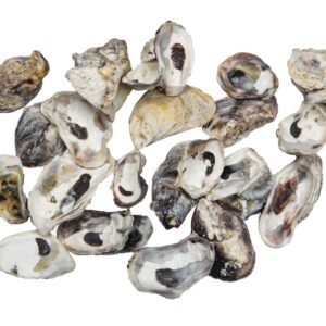 Školjke kamenice Oyster (1 kg)